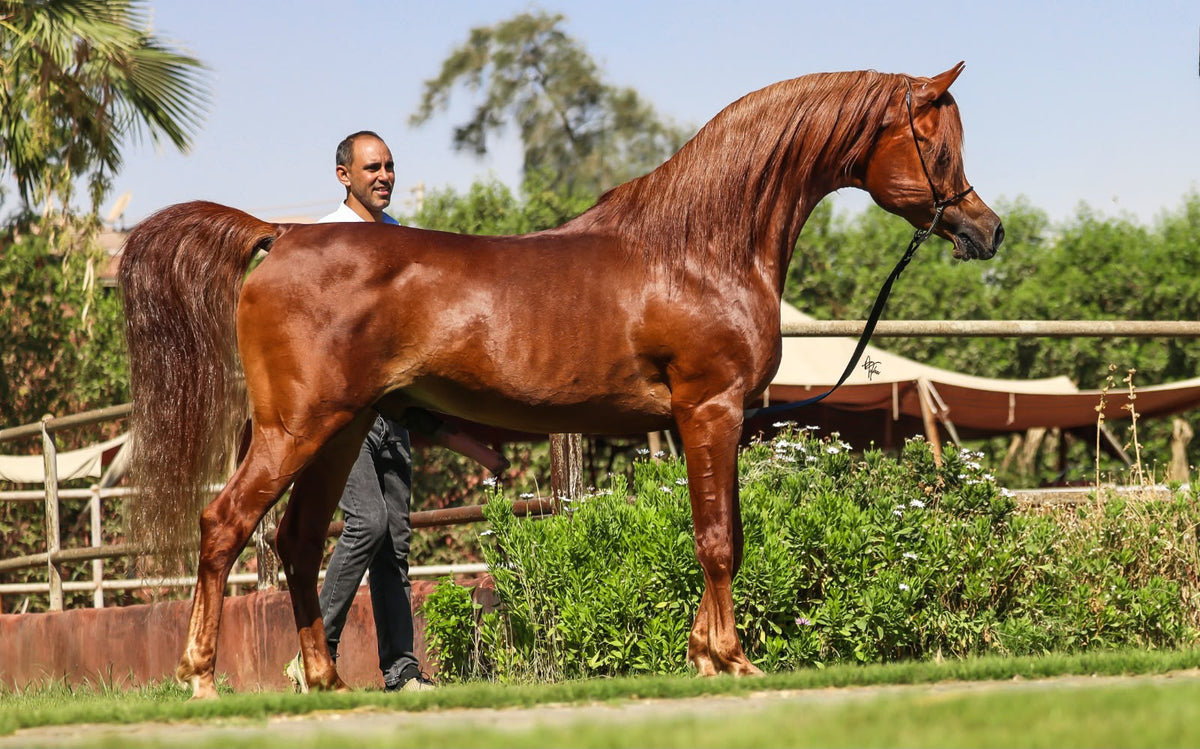 Dhahab Al Danat