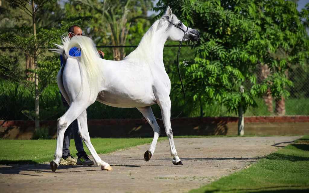 Farah Al Waly
