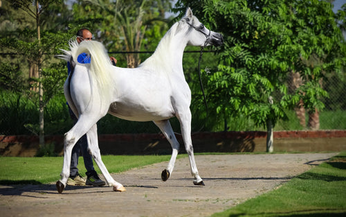 Farah Al Waly