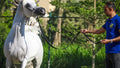 Farah Al Waly